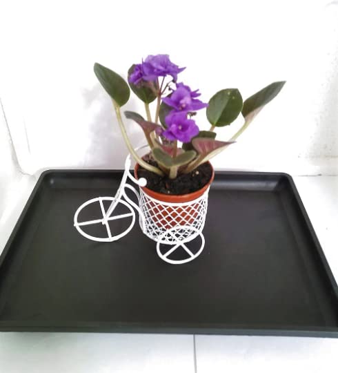 Novelty African Violet Plant Mini Bicycle -MiniGarden