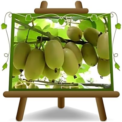 Actinidia - Kiwi Variété Jaune Plante Fruitière Jinfeng sur pot 2...