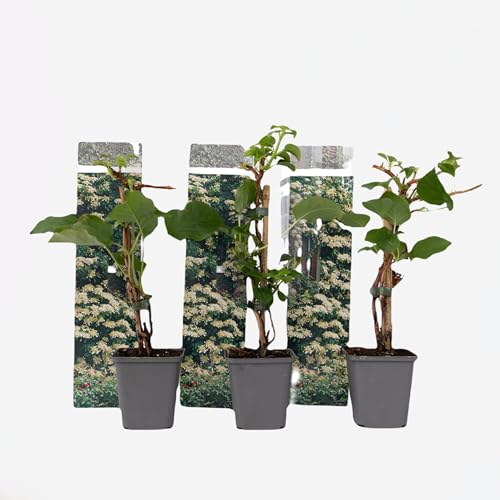 Plant in a Box - Hydrangea anomale petiolaris - 3er Set Kletterhortensie - Hortensie - Topf 9cm - Höhe 25-40cm