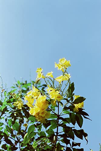 Amber D400 Color Negative, 27Exp, Iso400, 35Mm Cine Film #TOP3