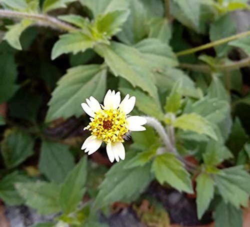 ADITYA GREEN PLANTS AGP Dagdi Pala Bisalyakarani Tridax Daisy kanphuli jayanti veda Coat Buttons Mexican Daisy Tridax procumbens Living (1 live Plant in Poly Bag (B09NFLYCVZ) Amazon Price History, Amazon Price Tracker