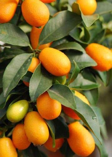 Fortunella crassifolia Meiwa MEIWA Kumquat Tree Seeds!