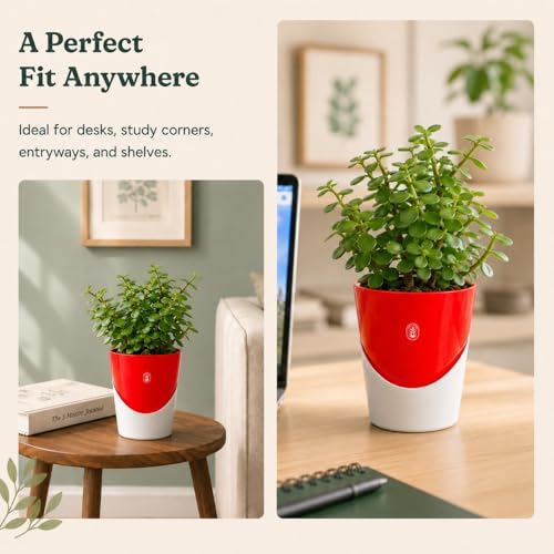 Image of Urban Upvan 4 Inch Self Watering Pot with Jade Plant | Indoor Decorative Planter with Drainage System | Ideal for Home, Office & Desk Decor | Red