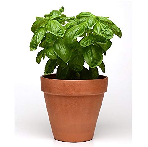 Vibex-® VXI-752-Basil Green Genovese Italian Seeds Herb Plant (B08X6MQ1ZD) Amazon Price History, Amazon Price Tracker
