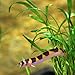 Swimming Creatures™ 3 Kuhli Loach (Pangio kuhlii) – Freshwater Tropical Aquarium Fish Live (Size Approx. 3-4