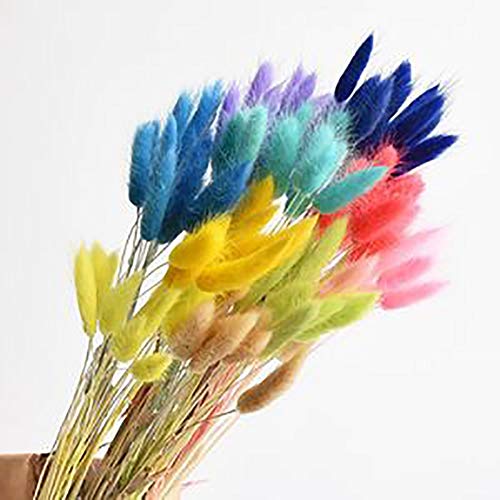 XIYAO 100Pcs/Pack Rabbit Tail Grass Seeds Mixed Color Garden Bunny Tail Grass Decor Plants