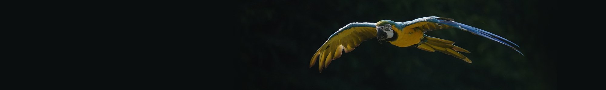 Sony RX10 IV | Zaawansowany aparat kompaktowy premium (przetwornik typu 1,0″, obiektyw Zeiss 24–600 mm F2.4–4.0, szybki system AF 0,03 s, nagrywanie filmów 4K)