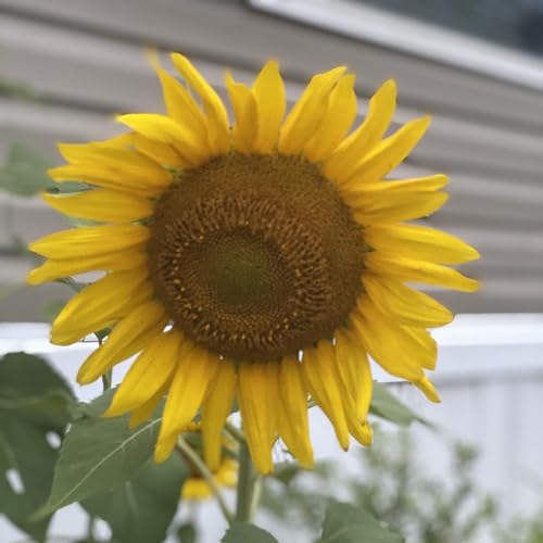 Couverture de Mind Matters Most