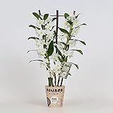 Dimensioni del piatto Ø: 12 cm