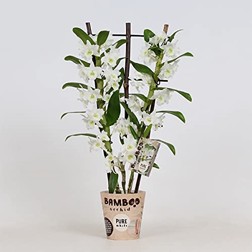 Dimensioni del piatto Ø: 12 cm