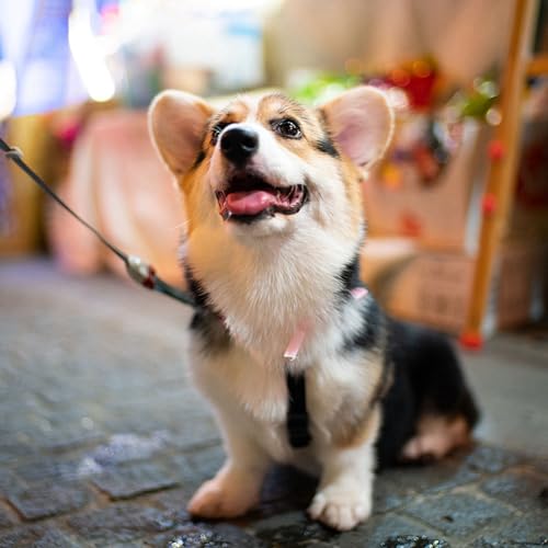 Ficha técnica Reescribe 7 Artisans F1.4 Lente humanista gran angular de 35 mm para cámaras M Mount - Fernando Cortés