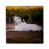 labrador sable chiot vendre FORMAT CARRÉ 5CM : Avec ses dimensions de 5 x 5 cm, c'est le format idéal : assez grand pour bien voir le détail du motif, mais assez compact pour ne pas encombrer toute la porte du réfrigérateur. Les coins sont légèrement arrondis pour une finition douce.