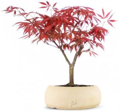 Acero Rosso Giapponese Altezza 30 cm, Pianta Vera, Bonsai- posizi...
