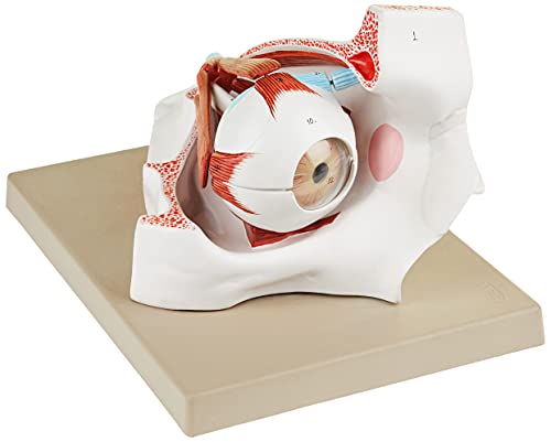 Edu-Lab AM30 modelo de ojos con ópalo Cover