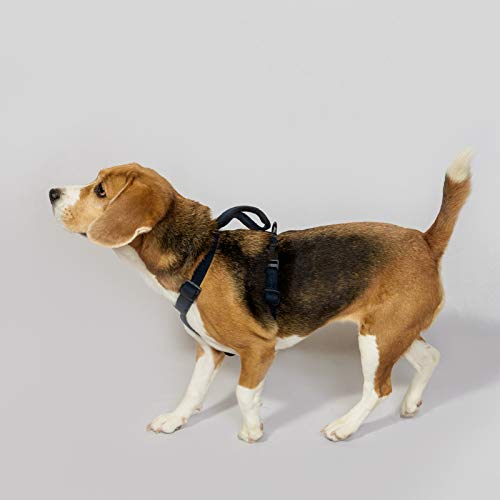 PetWale Dog H Harness | Cotton Material | Adjustable & Durable | Skin & Fur Friendly | Ultimate Comfort for Long Hours | 3 Point Adjustments | Strong Material & Secured Fit | Navy Blue - Medium
