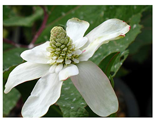 25 Anemopsis californica Pond Plant marginal Early Bird Discount