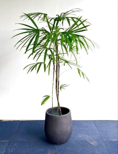 シュロチク」の人気商品一覧 | 安い商品を通販サイトから探す - 価格.com