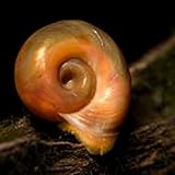 Aquatic Discounts 30+ Feeder/Cleaner Ramshorn Snails, 1/6-1/3 inch - Excellent Tank Cleaners + Great Natural Food for your Puffers, Loaches, Crayfish, Turtle!!!