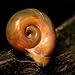 Aquatic Discounts 30+ Feeder/Cleaner Ramshorn Snails, 1/6-1/3 inch - Excellent Tank Cleaners + Great Natural Food for your Puffers, Loaches, Crayfish, Turtle!!!