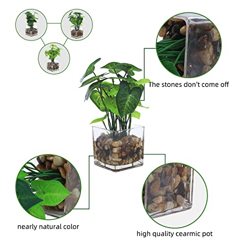 Jusdreen Artificial Potted Plants，Faux Tabletop Greenery Plants With Clear Glass Pots And Cobblestones For Home Office Décor 3 Piece Set #TOP3