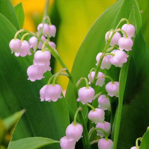 Carbeth Plants Convallaria Rosea Bare Root - Pink Lily of the Valley (3)