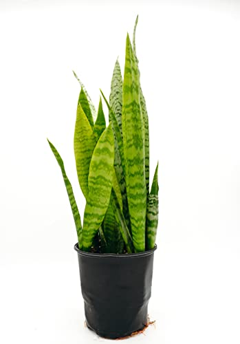 1 Gal. Sansevieria Plant In Grower Pot (Snake Plant) #TOP12