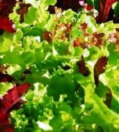 LETTUCE - MIXED SALAD LEAVES - 500 SEEDS