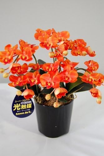 Amazon 胡蝶蘭 オレンジ ｓｓサイズ 3本 光触媒造花の国内生産品 24時間効果持続のダブルコーティング Flower Art 造花