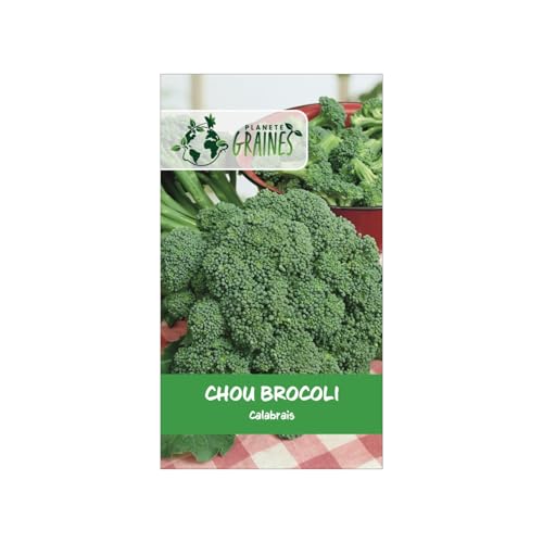 500 Graines de Chou Brocoli Calabrais - Très facile à Cultiver - Récolte Généreuse
