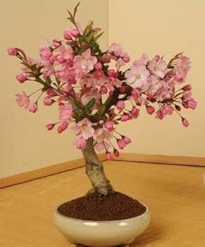 cherry blossom※プロフ確認 様　FANTASTICS Fowers of the cherry or apple blossom. Sakura flower