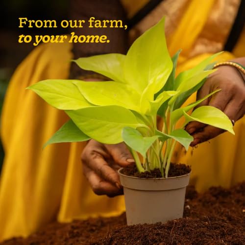 Image of Ugaoo Golden Money Plant Live Plant With Grow Pot