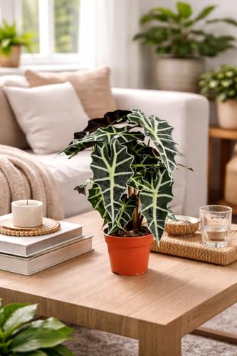 Alocasia Polly 35 cm - Pfeilblatt Elefantenohr Tropenwurz | Pflegeleichte Zimmerpflanze für tropisches Flair | Dekorativ, Langlebig und Luftreinigend