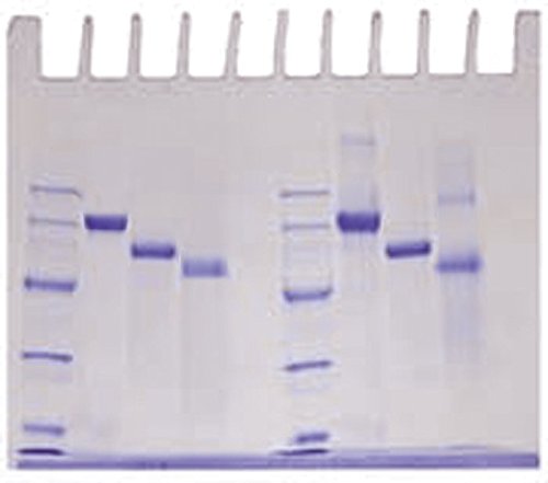 Edvotek 153-B Determination of Protein Molecular Weights