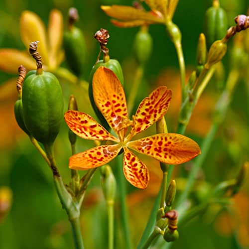Palm Beach Medicinal Herbs - Leopard Lily (Belamcanda chinensis) -