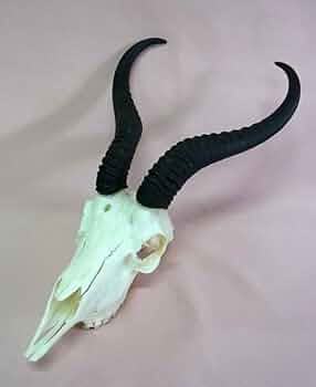 Amazon.co.jp: 35,200円 アフリカ便！スプリングボック スカル