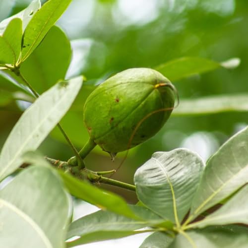 Ouro Verde, 2 Mudas de Castanheira-da-praia - Pachira glabra