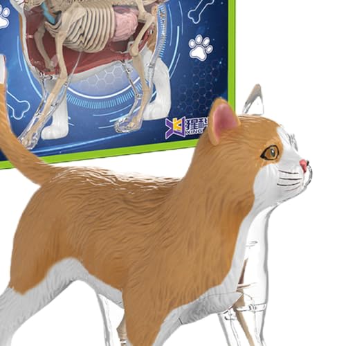 Modèle anatomique de chat 4D jouet éducatif sciences - 6