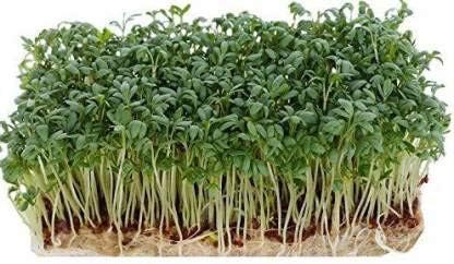 BBC Bala Botanical Crafts | Coco Fibre Grow Mat for Microgreen Growing | Pack of 2 Pcs-image-48