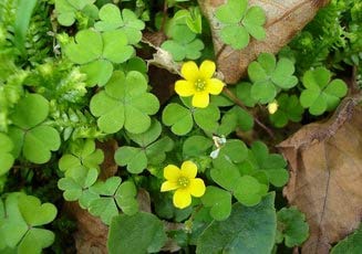 Changeri-Indian Sorrel-Tinpatia Herbal Plant (B08DW341T6) Amazon Price History, Amazon Price Tracker
