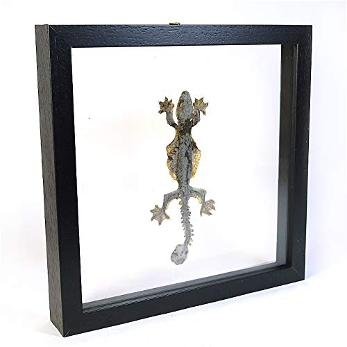 Lézard de taxidermie en cadre de verre double, le cadeau idéal