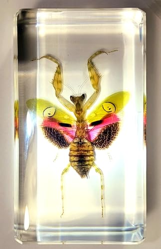 Image of 2.9 inch Real Jeweled Flower Mantis in Crystal Clear Lucite Resin Specimen Preserved Creobroter Gemmatus Insect Taxidermy Collection for Biology Science Education & Desk Ornament Display