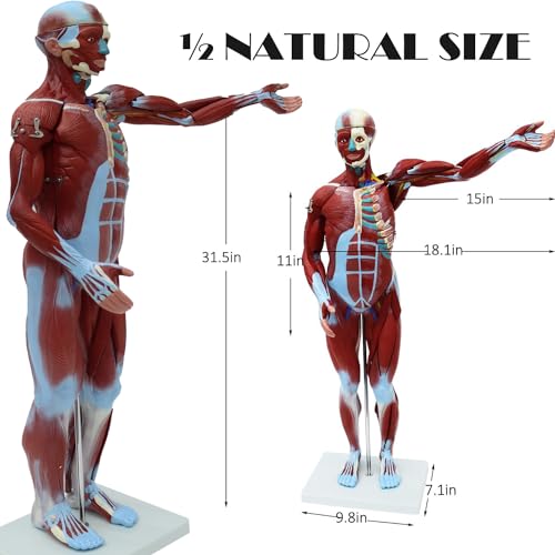 Image of Anatomical Human Muscular Figure Model with 27 Removable Parts Human Muscle Organ Model Training Manikin Model with 27 Parts for Teaching 31.5'' Tall,1 /2 lifesize