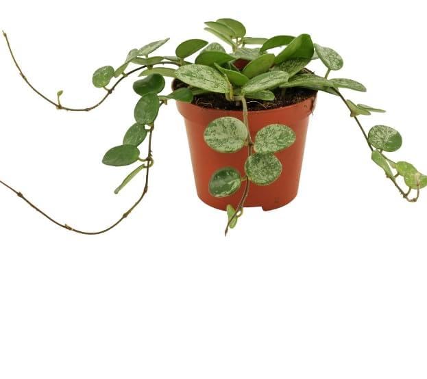 Hoya Mathilde 'Splash' - Easy Care Trailing houseplant in 6 cm Pot