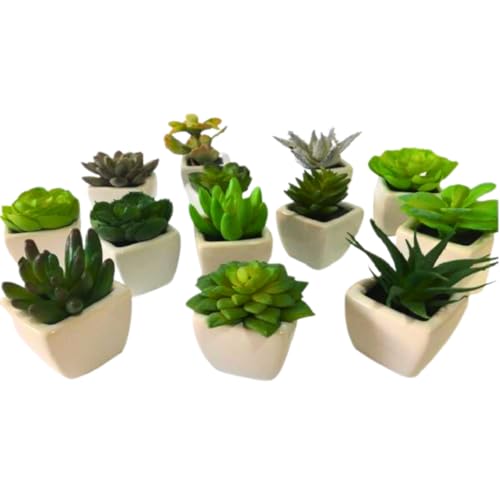Conjunto de suculentas
