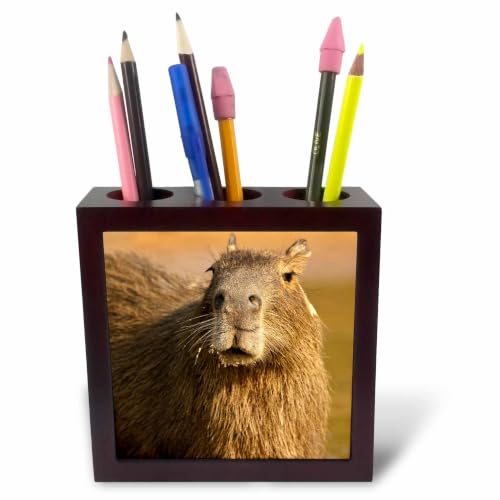 3dRose Brazil, Capybara wildlife in the jungle - SA04 JMC0034 - Joe and Mary Ann McDonald 5 inch tile pen holder