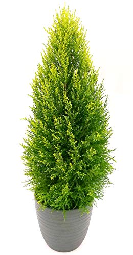 POWERS TO FLOWERS - CIPRESSO WILMA XXL V24 IN VASO CERAMICA ANTRACITE, altezza 110cm, pianta Vera