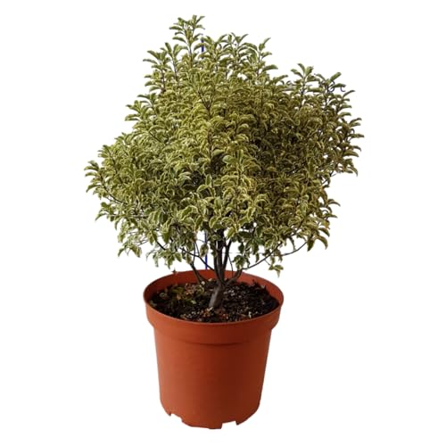 Verdecora Pittosporum tenuifolium en maceta 5L | Pitosporo | Planta de Interior y Exterior | Arbusto Natural | Follaje Atractivo y Aromático | Ideal para Setos y Decoración