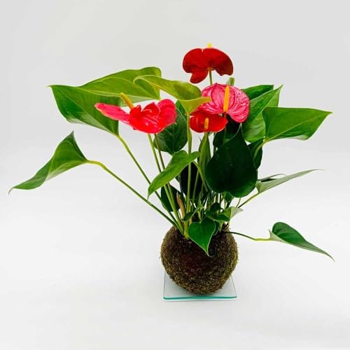 Kokedama Anthurium | Kokedama Indoor | Moss Ball | Natural Plant ...