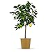 Citrus günstig Kaufen-Bloomify® Zitronenbaum “Zeus” | 65 bis 100 cm | Fruchtreife Zitrone perfekt für Terasse und Balkon | veredeltes Zitronenbäumchen | echte Zitruspflanze | Citrus Limon | Lemon Tree