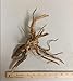 Marcus Fish Tanks 1 Spider Wood Driftwood Piece for Aquarium Natural Wood Drift Wood